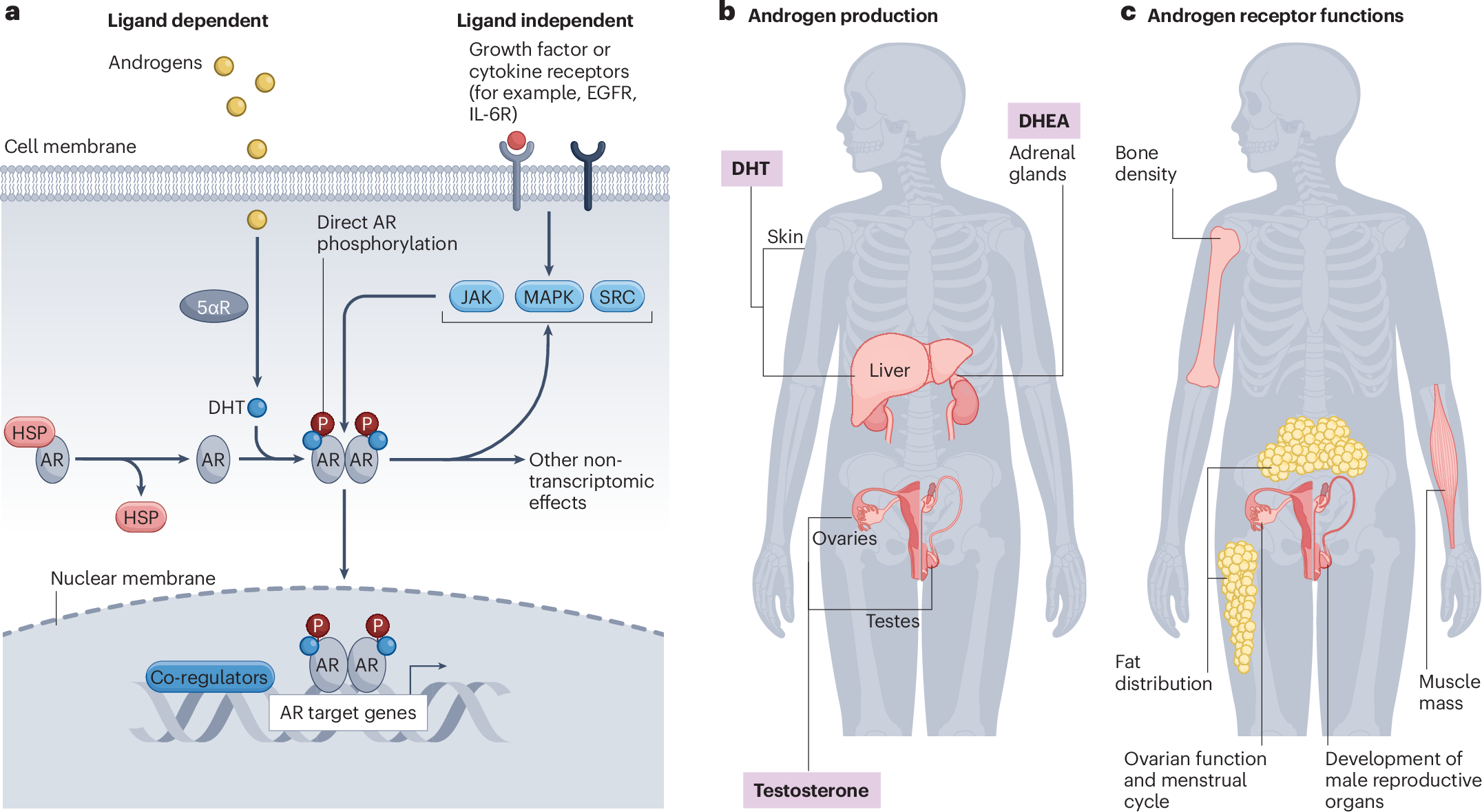 Androgen receptor signalling in non-prostatic malignancies: challenges and  opportunities