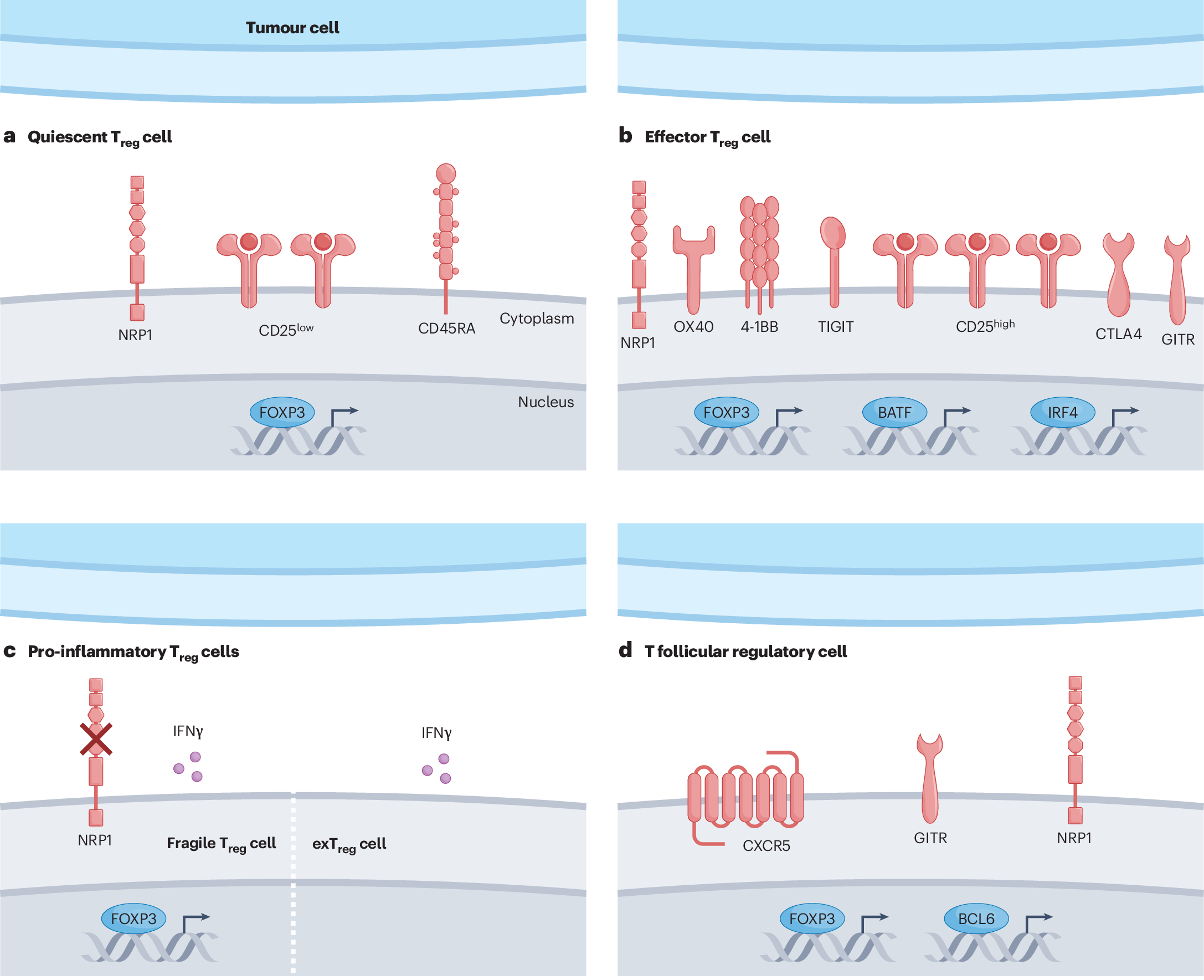 Tafolecimab in Chinese Patients With Hypercholesterolemia (CREDIT-4): A  Randomized, Double-Blind, Placebo-Controlled Phase 3 Trial | JACC: Asia, image size:2174x1769
