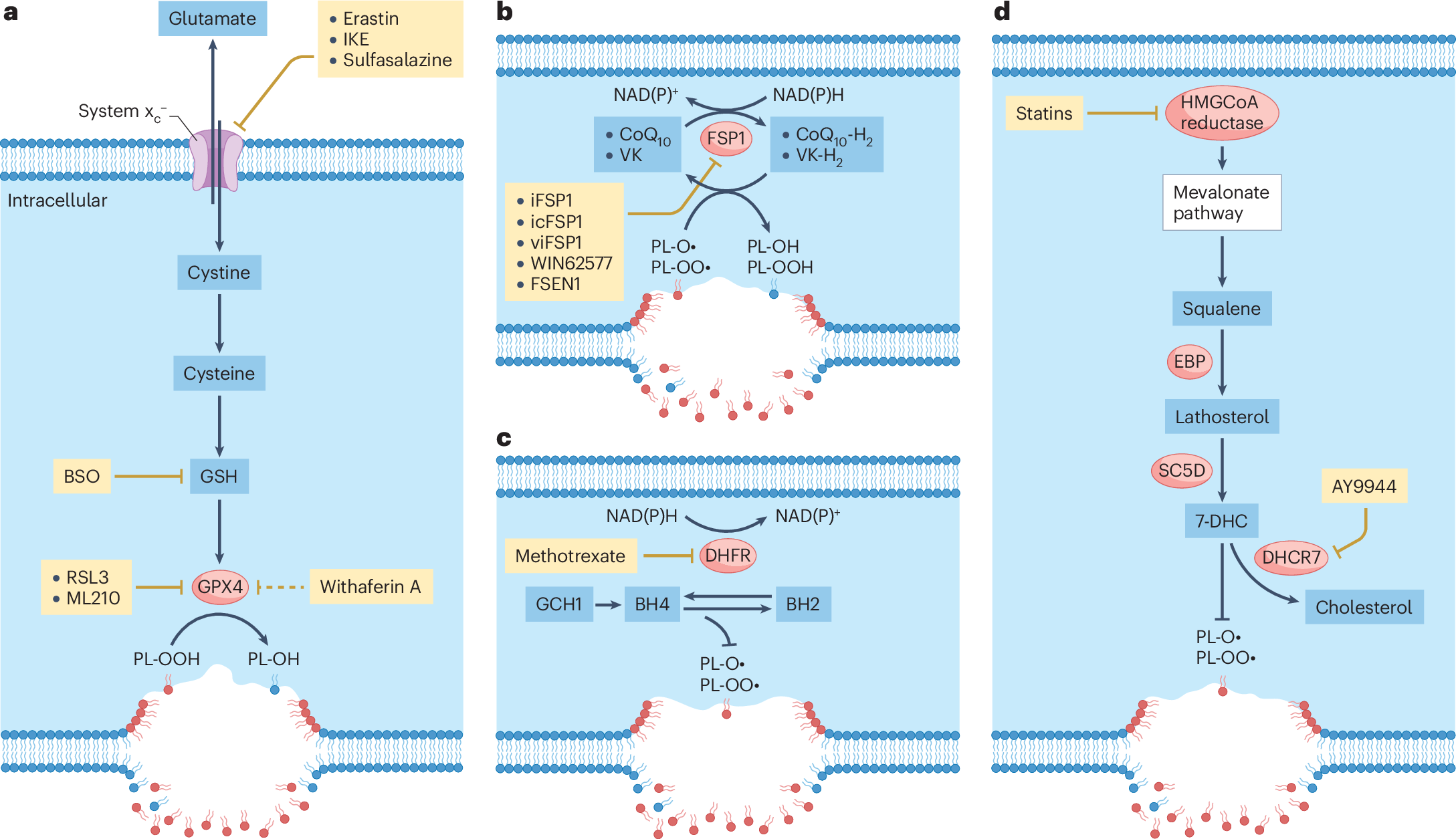 Decoding ferroptosis for cancer therapy | Nature Reviews Cancer