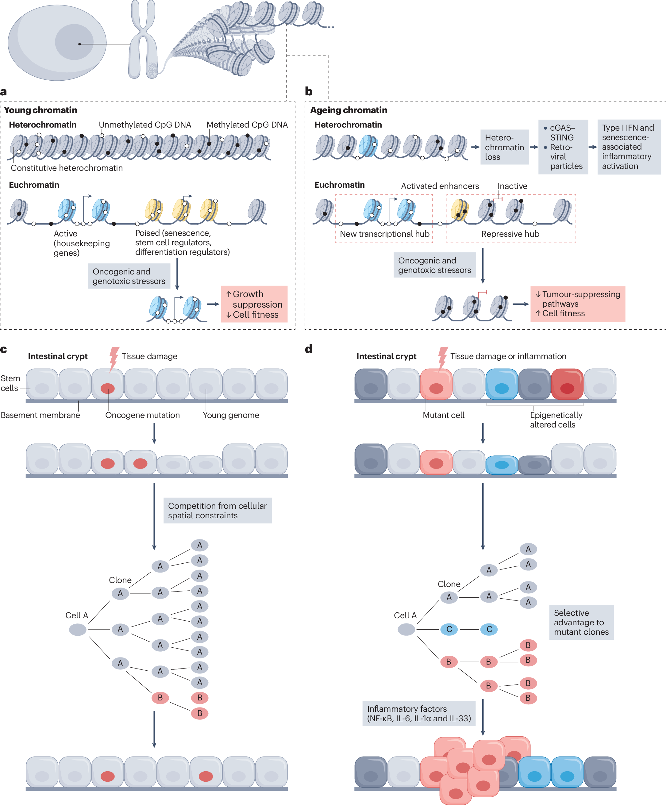 glutathione epigenetics nature review Glutathione: Master Antioxidant, Reducing Oxidative Stress, and Detoxification Glutathione deficiency induces epigenetic alterations