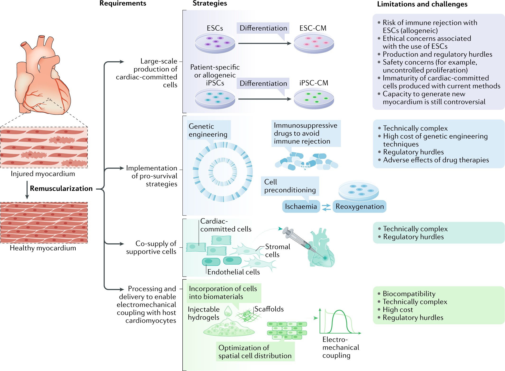 Innovative approach brings cell-reprogramming therapy for heart failure  closer to reality