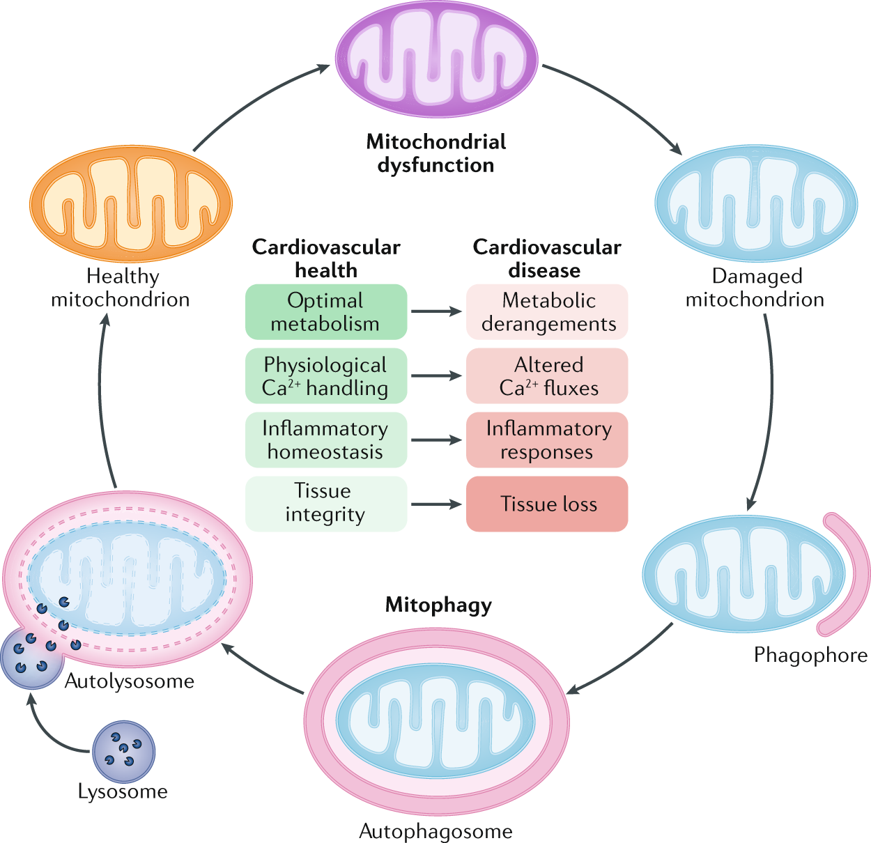Targeting Mitochondria For Cardiovascular Disorders - 