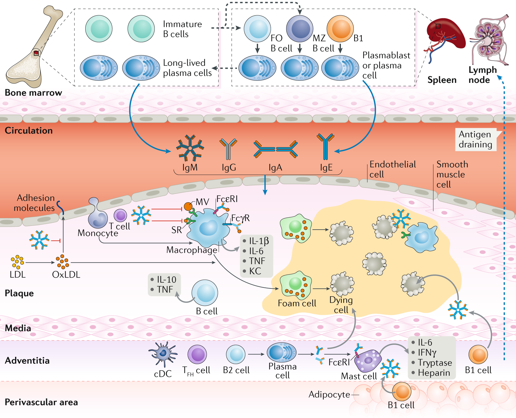 Forvirrede Gum Foster The role of B cells in atherosclerosis | Nature Reviews Cardiology