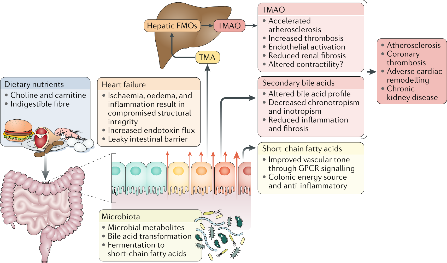 Gut Microbiota and Microbial Metabolism in Early Risk of