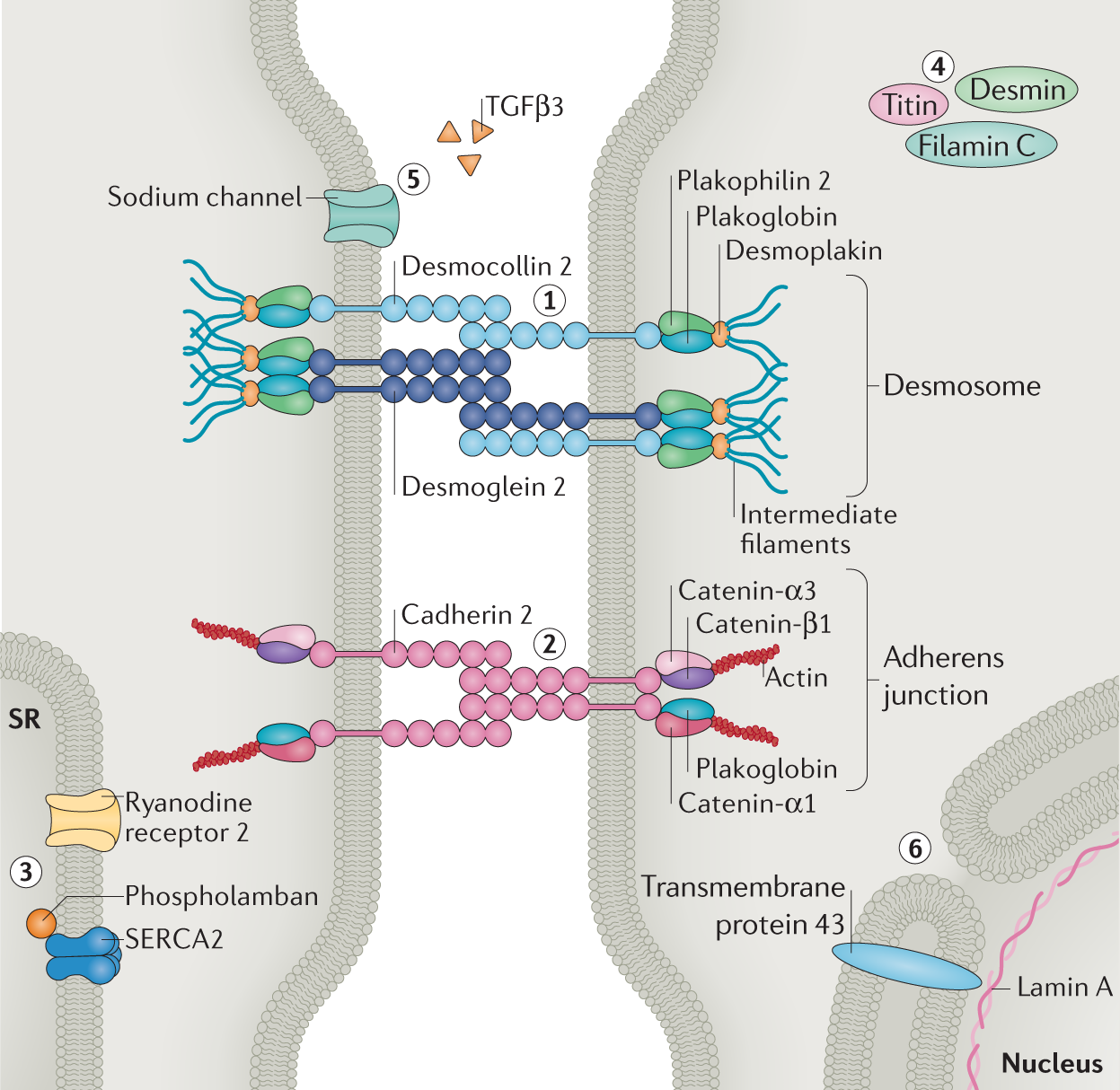 Receptor Econ TDT (T2/C) H.265 TDT Full DH, Econ