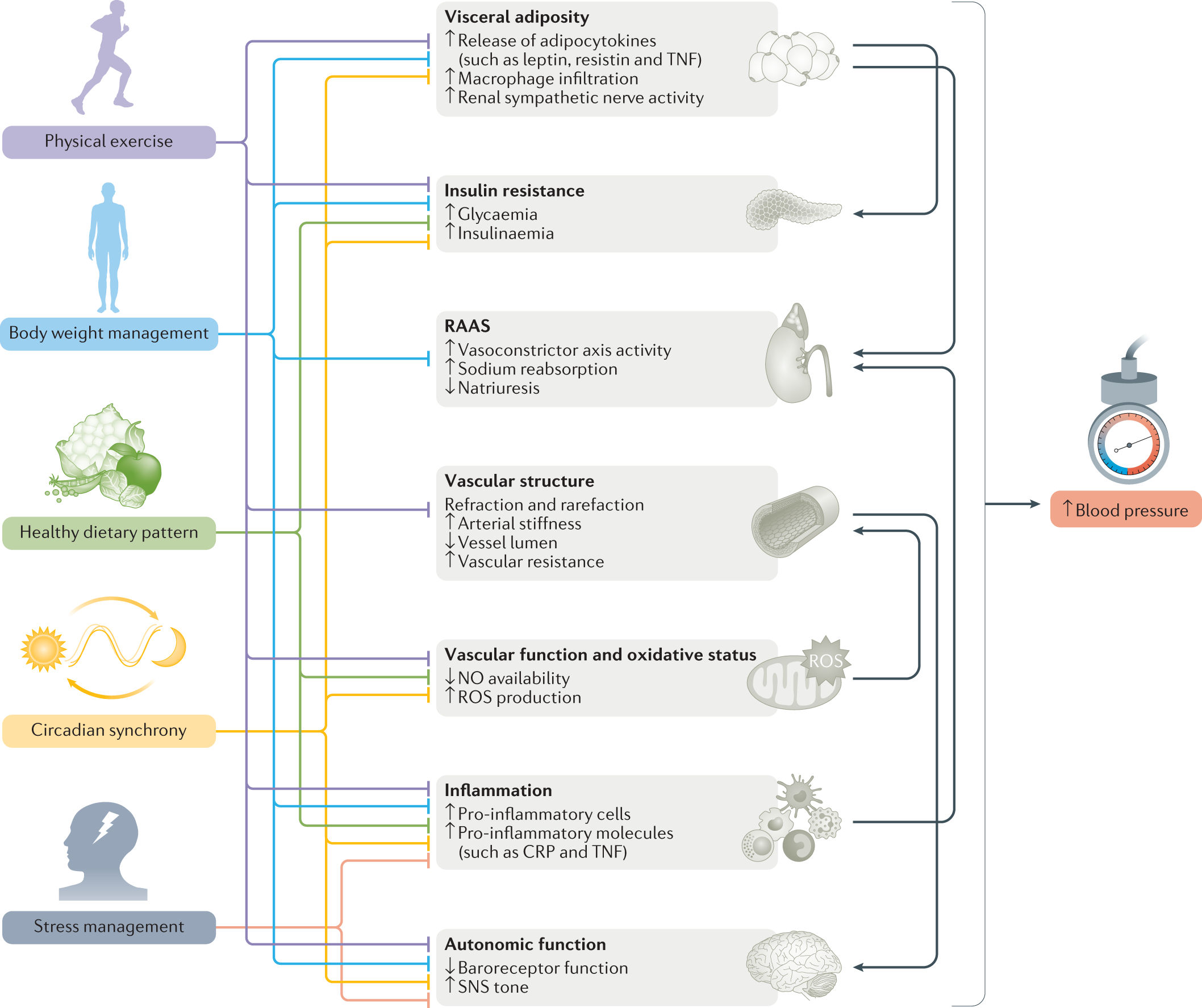 Potassium Modulates Electrolyte Balance and Blood Pressure through