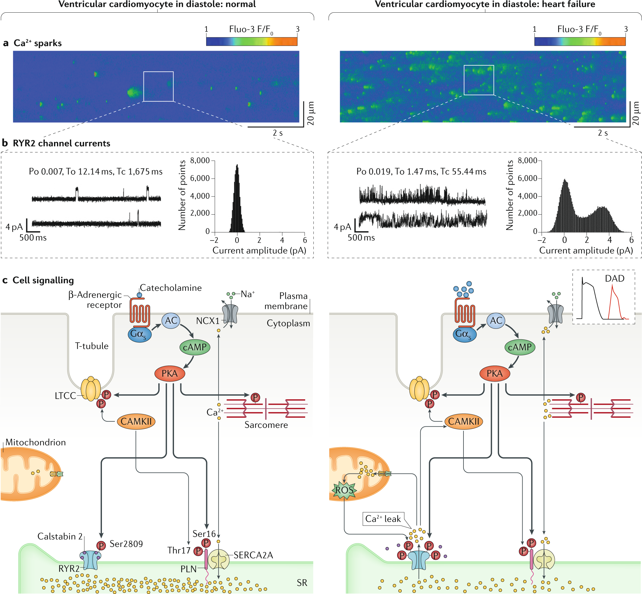 Intracellular Calcium Leak In Heart Failure And Atrial Fibrillation A Unifying Mechanism And Therapeutic Target Nature Reviews Cardiology
