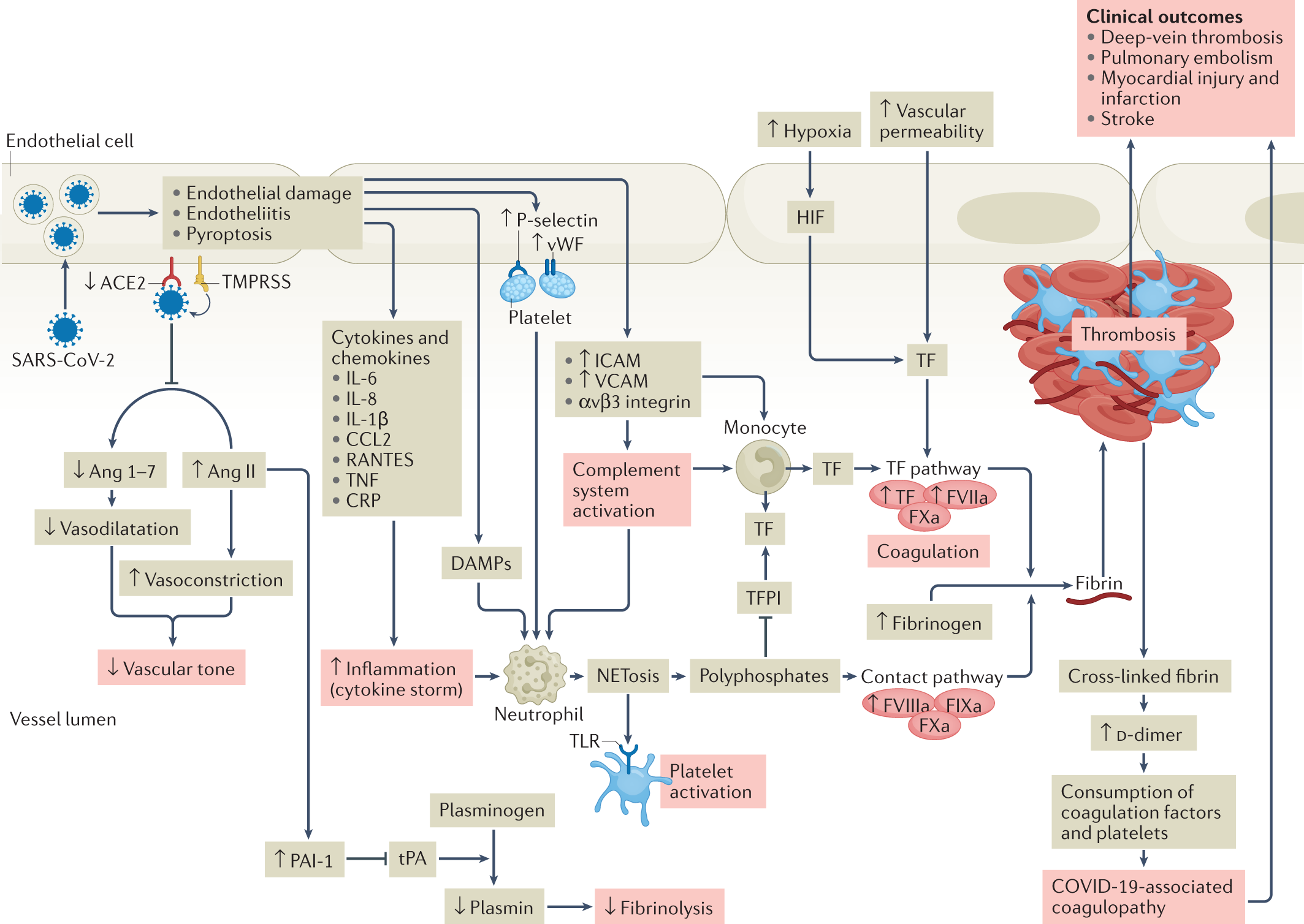 Current and novel biomarkers of thrombotic risk in COVID-19: a Consensus  Statement from the International COVID-19 Thrombosis Biomarkers Colloquium  | Nature Reviews Cardiology