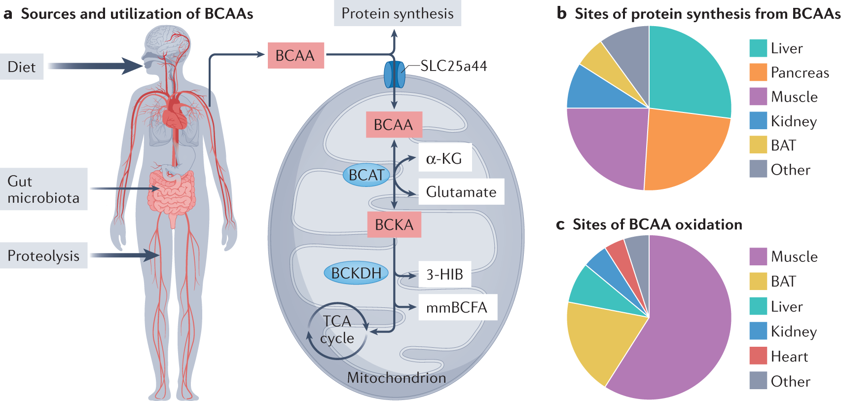 Branched-chain amino acids in cardiovascular disease | Nature Reviews  Cardiology