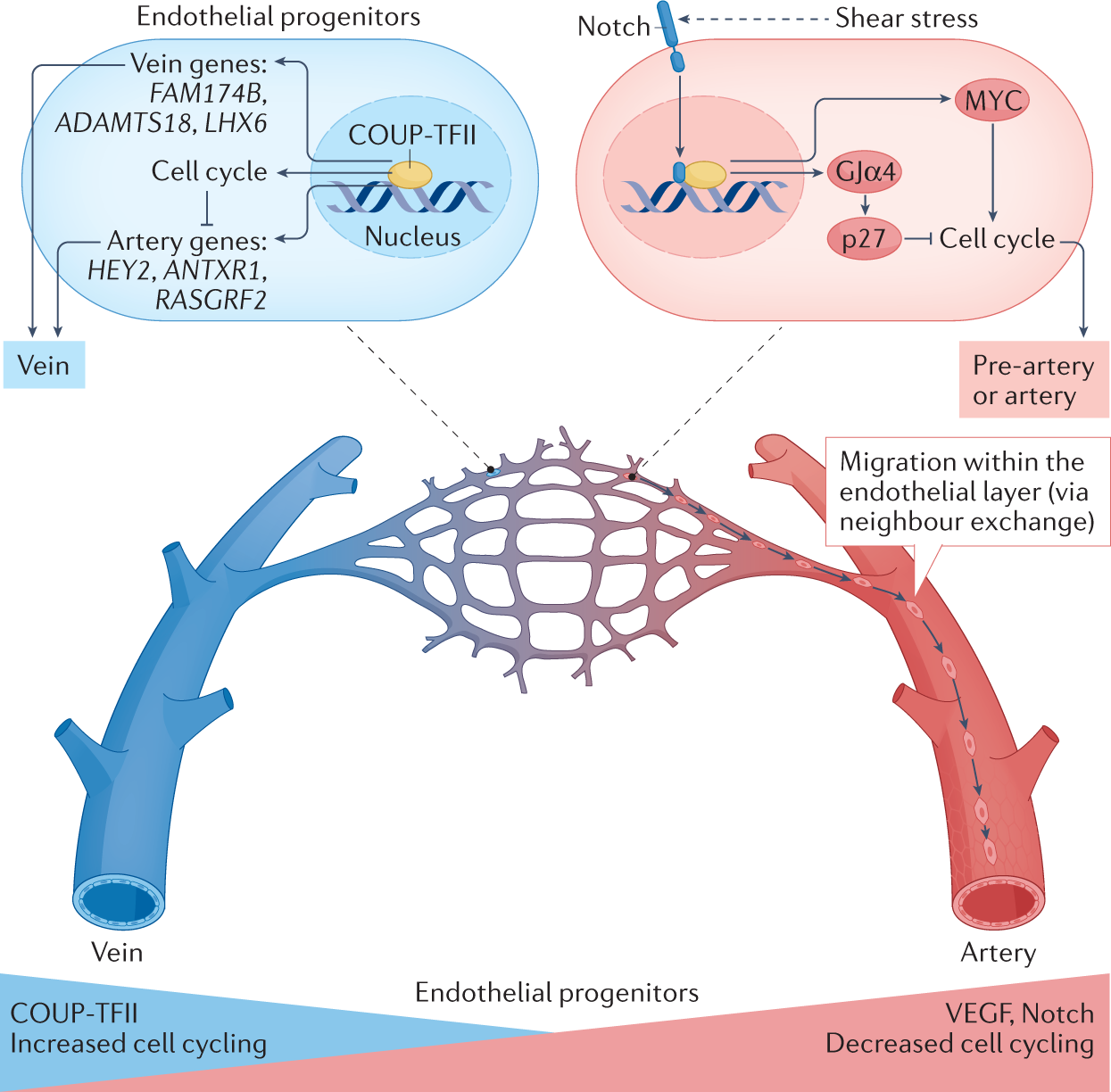 Journal of Molecular and Cellular Cardiology on X: Join the next