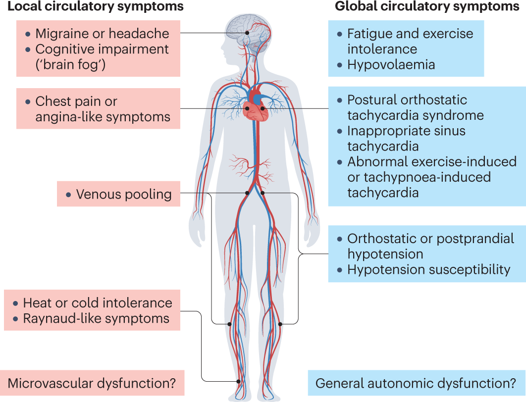 Autonomic dysfunction and postural orthostatic tachycardia syndrome in  post-acute COVID-19 syndrome | Nature Reviews Cardiology