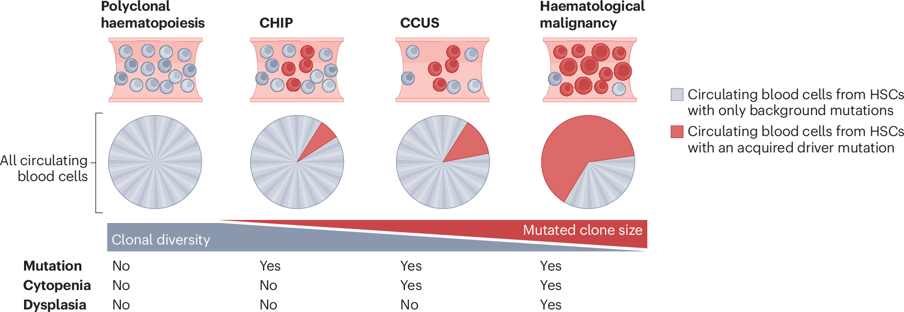 Clonal haematopoiesis in cardiovascular disease: prognostic role and novel  therapeutic target | Nature Reviews Cardiology
