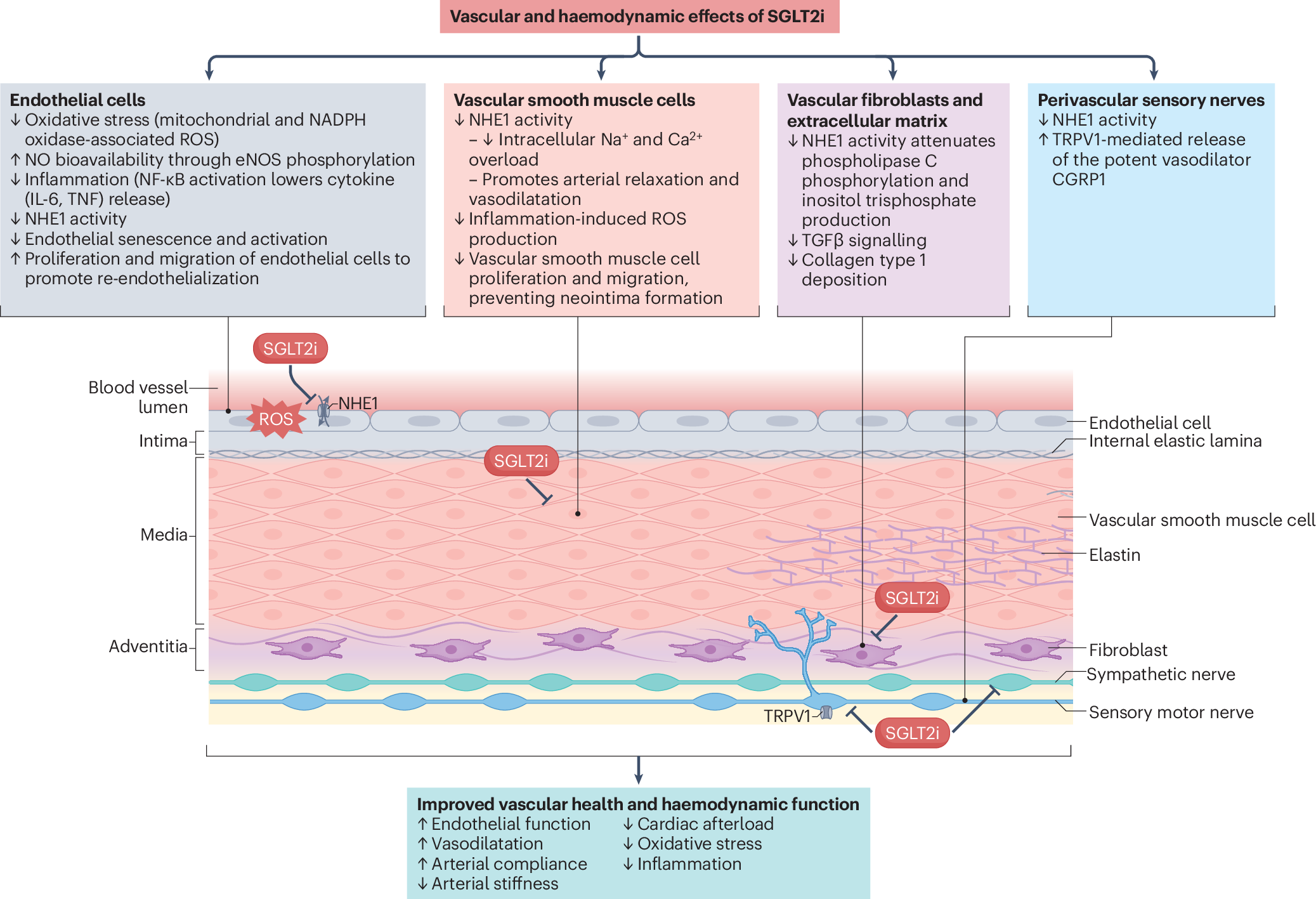 l-carnitine peptide benefits Underrated Of L-Carnitine and Mounjaro: Safety and