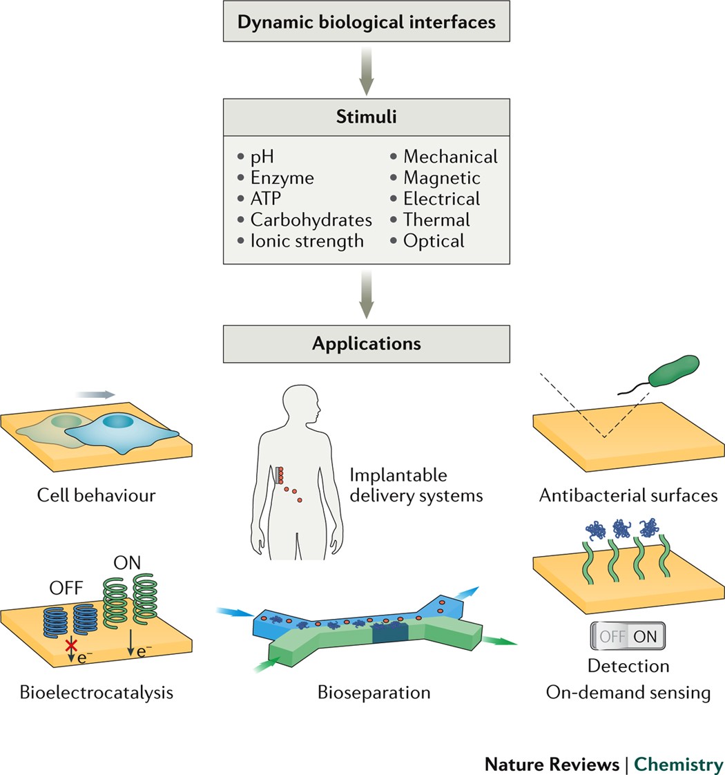 The Increasing Dynamic Functional Complexity Of Bio Interface