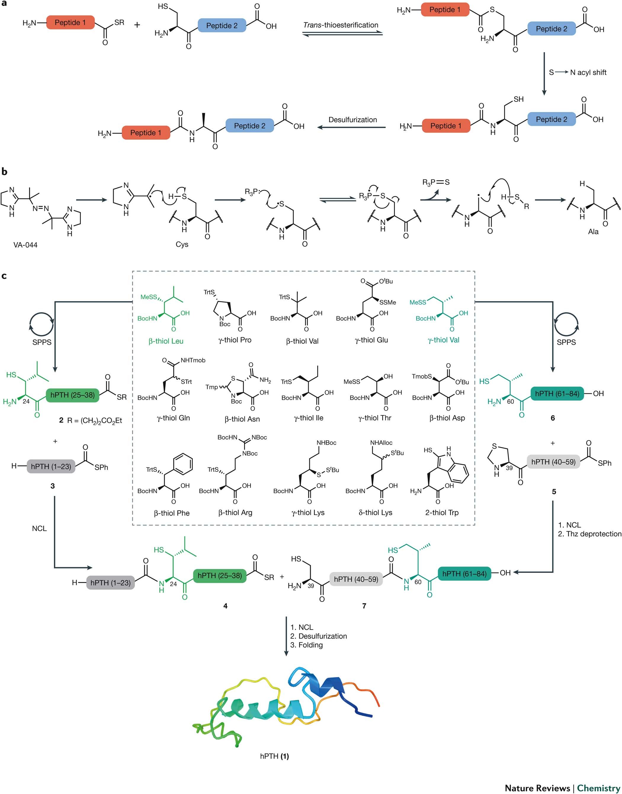 Rapid and efficient protein synthesis through expansion of the native chemical ligation concept Nature Reviews Chemistry