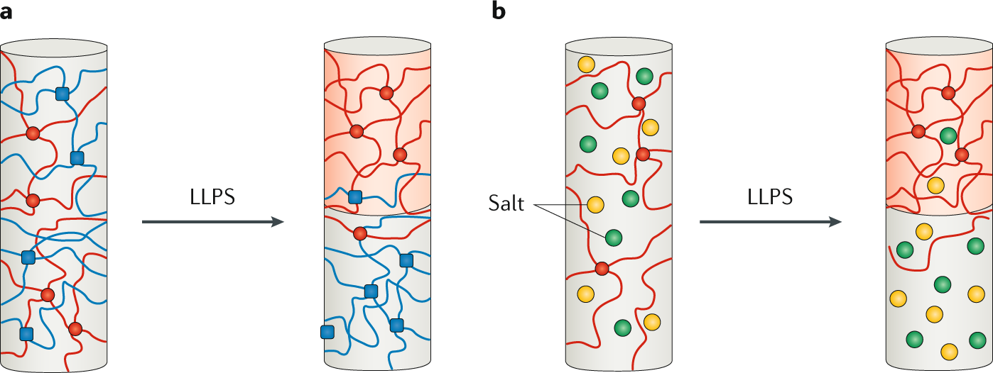 The Synergic Effect Of Water And Biomolecules In Intracellular Phase Separation Nature Reviews Chemistry