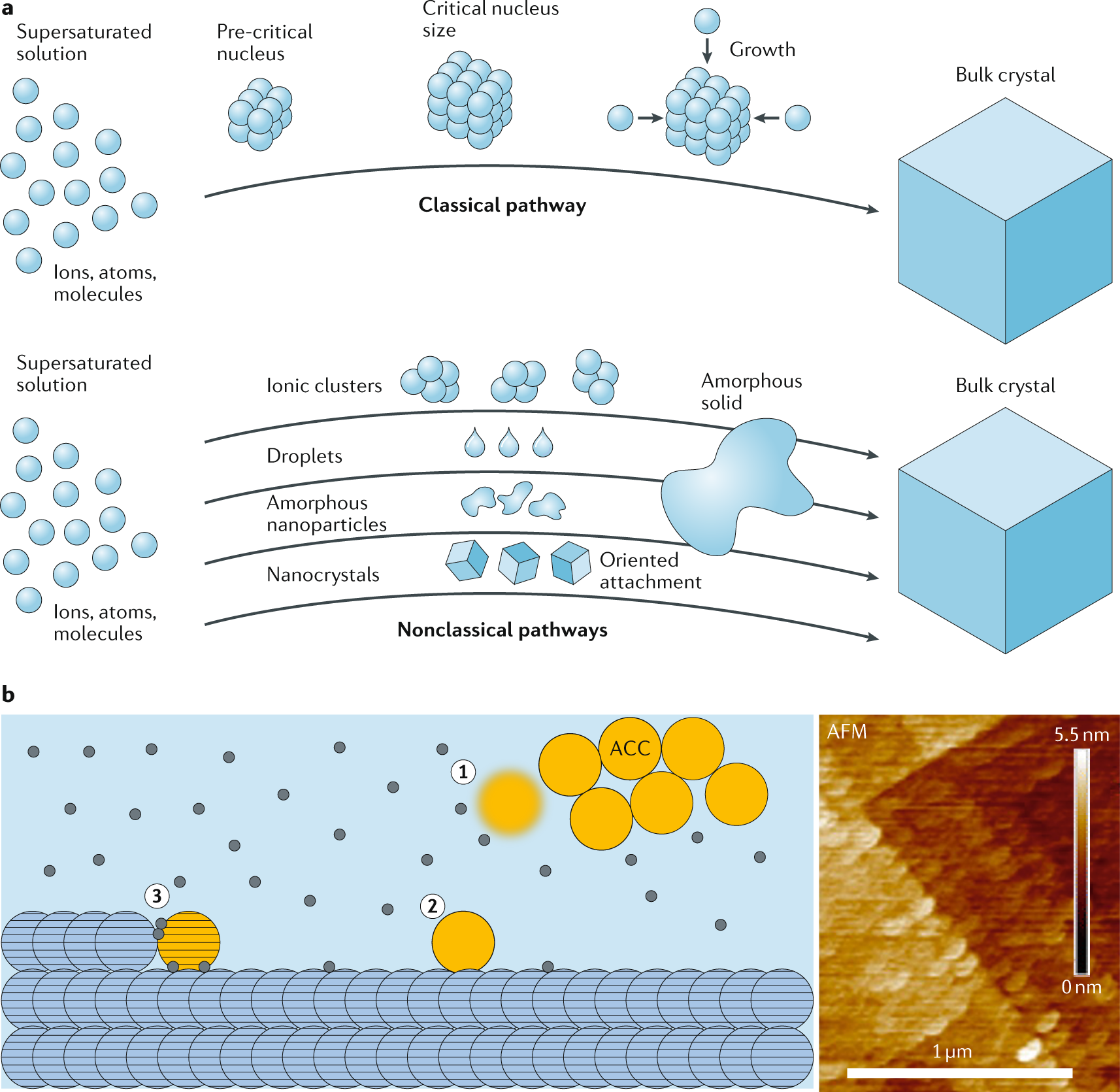Dna Nanostructures As Templates For Biomineralization Nature Reviews Chemistry