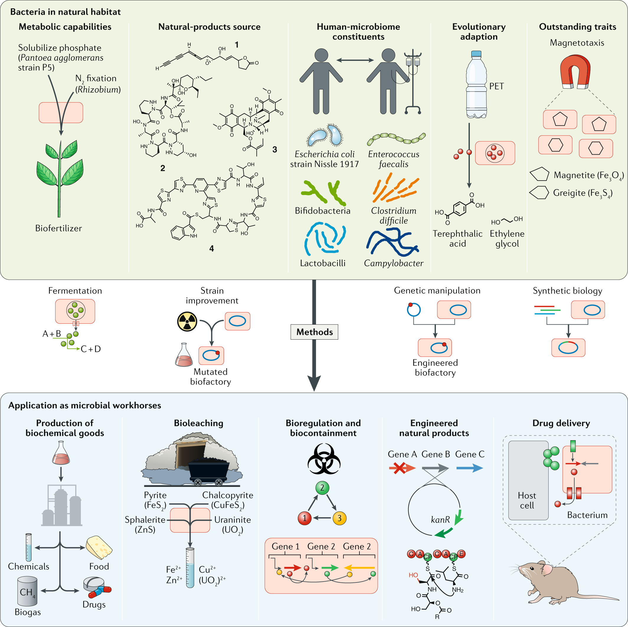 Microorganisms, Free Full-Text