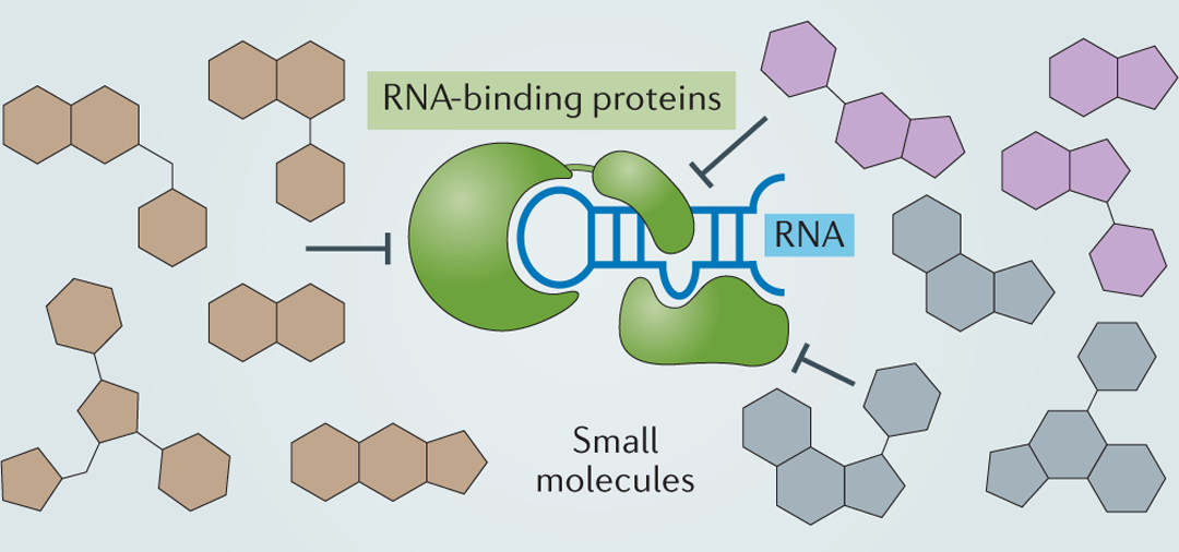 Inhibition of RNA-binding proteins with small molecules | Nature Reviews  Chemistry