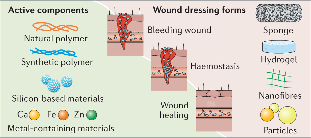 Wound Healing - Physiopedia