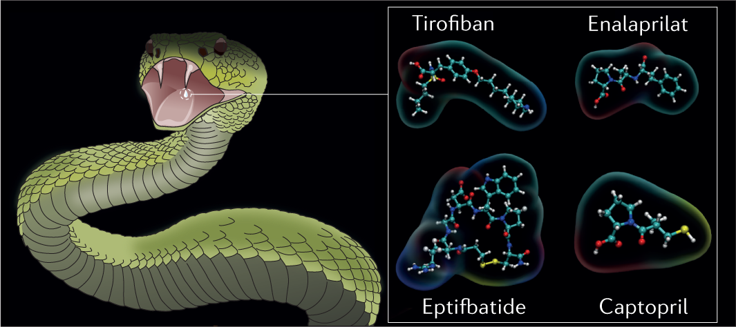 The chemistry of snake venom and its medicinal potential | Nature Reviews  Chemistry