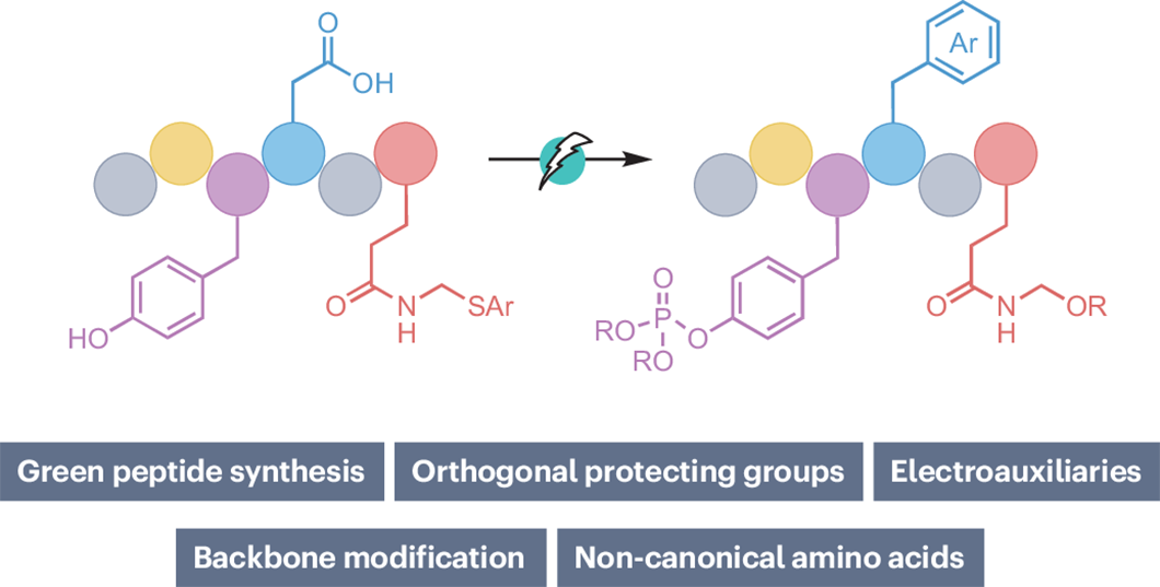 Advances in electrochemical peptide synthesis and modification