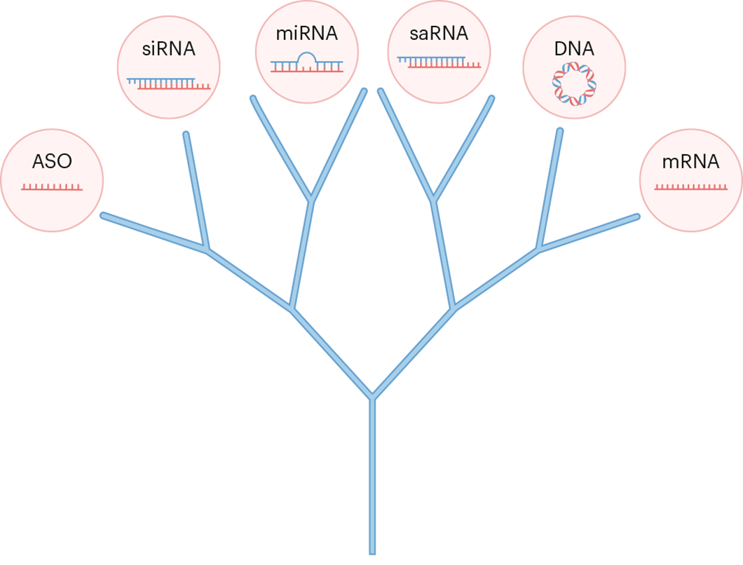 Precision chemical engineering of dendrimers for nucleic acid delivery