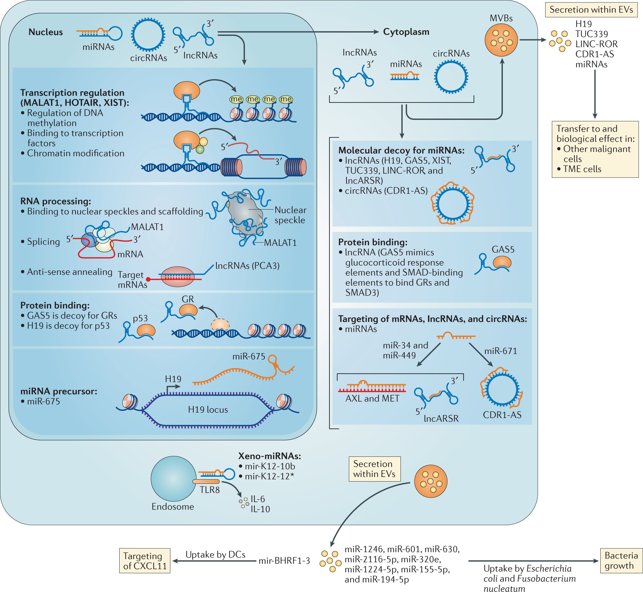 Frontiers  MicroRNAs, long non-coding RNAs, and circular RNAs and