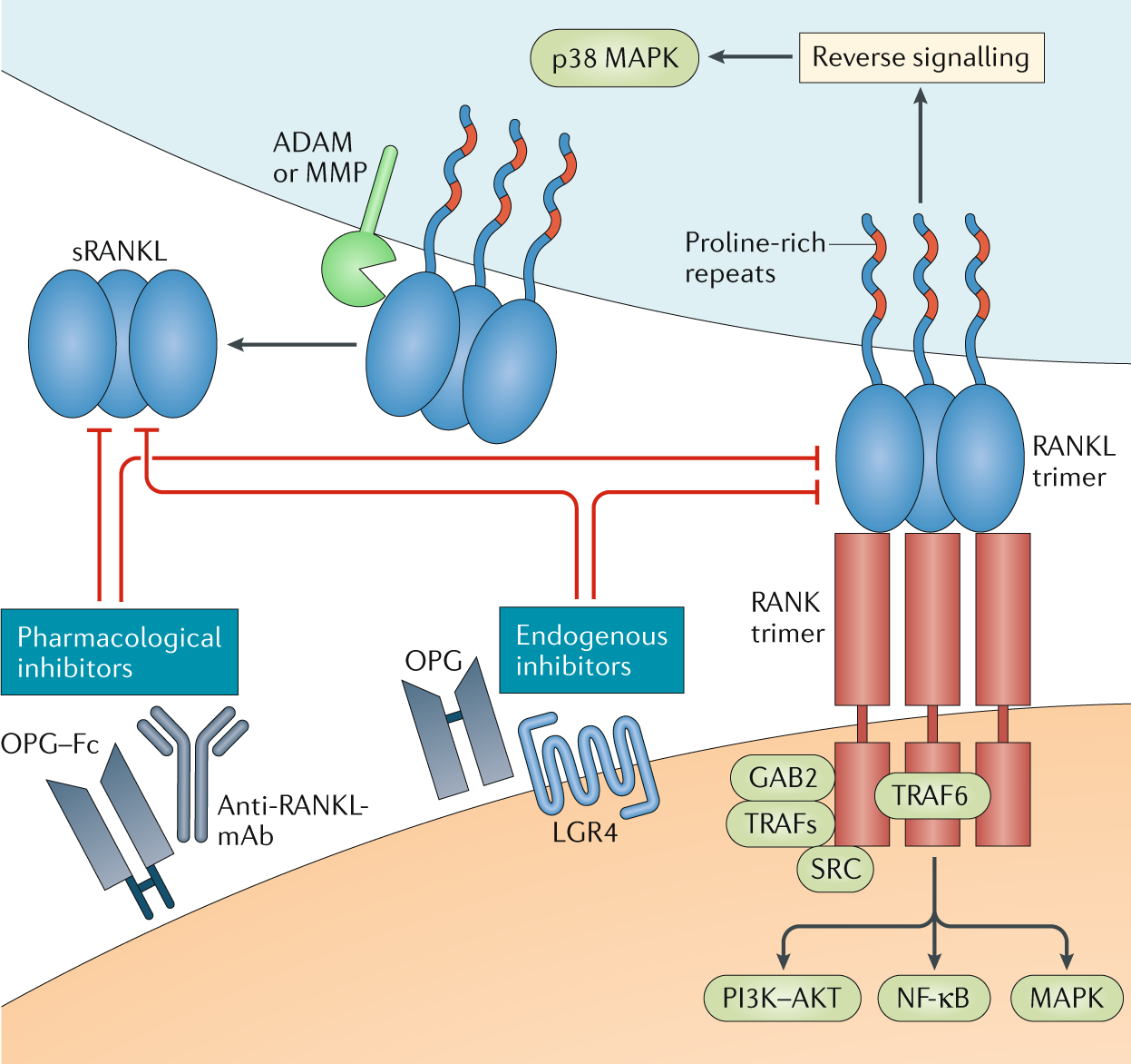 Roles of the RANKL–RANK axis in antitumour immunity — implications for  therapy | Nature Reviews Clinical Oncology
