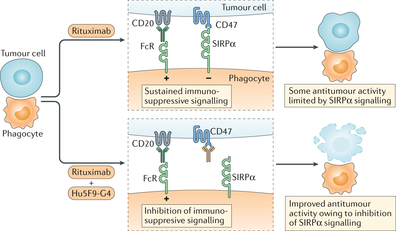 Myeloid immune-checkpoint inhibition enters the clinical stage | Nature  Reviews Clinical Oncology