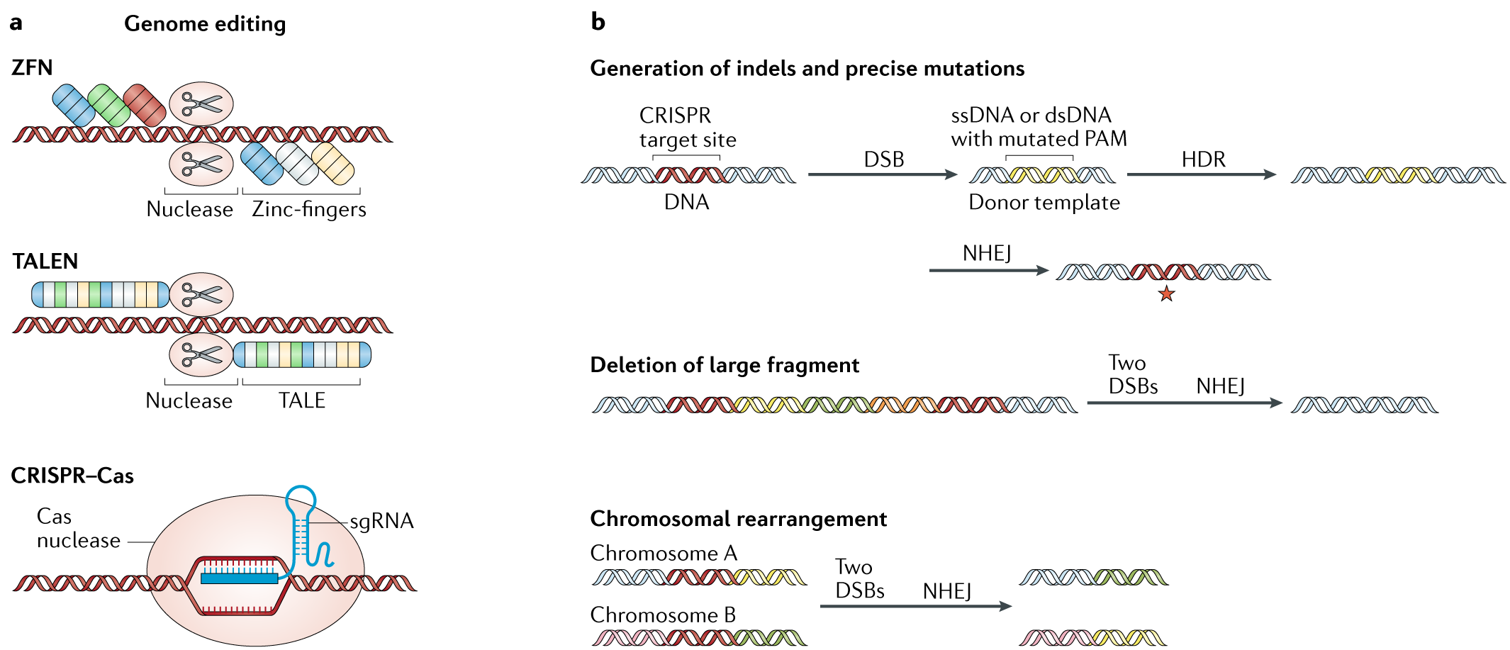 lave et eksperiment Konsekvent skibsbygning CRISPR–Cas: a tool for cancer research and therapeutics | Nature Reviews  Clinical Oncology