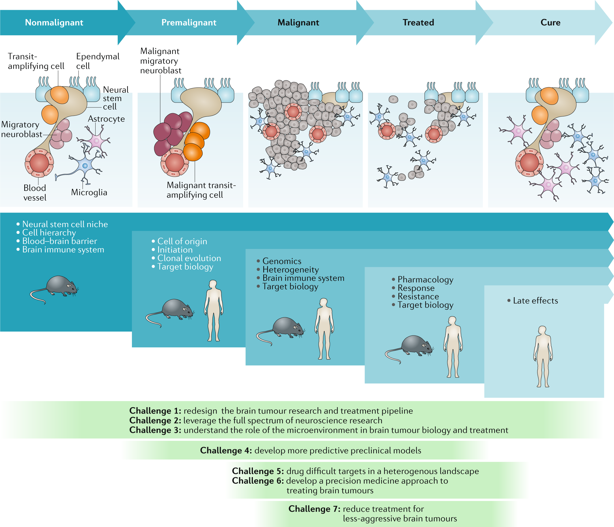 Genetic Mutations in Brain Tumors Could Turn Out Useful - Neuroscience News