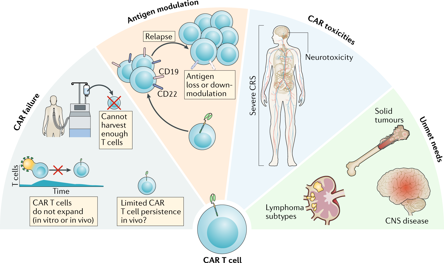 Mechanisms of resistance to CAR T cell therapy | UPSC