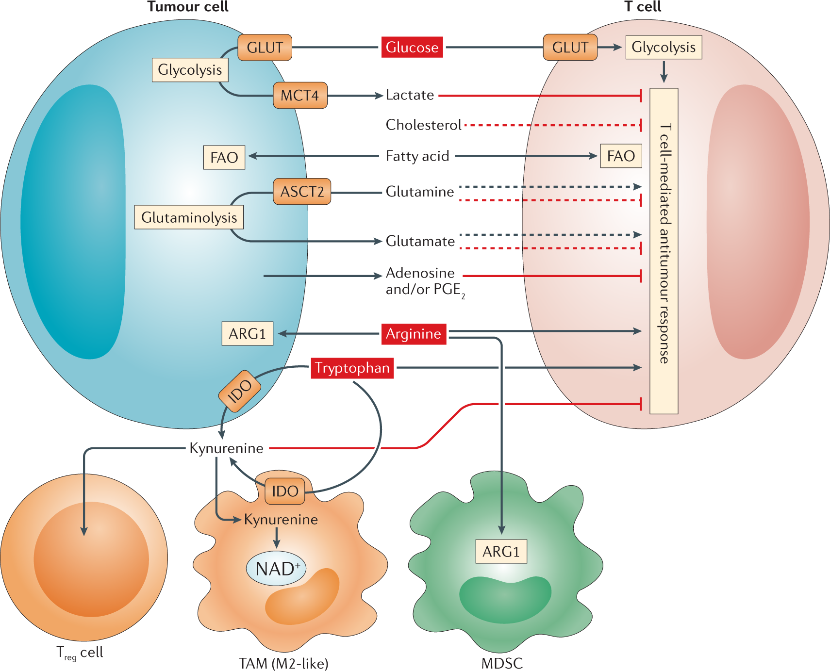 Navigating metabolic pathways to enhance antitumour immunity and  immunotherapy | Nature Reviews Clinical Oncology
