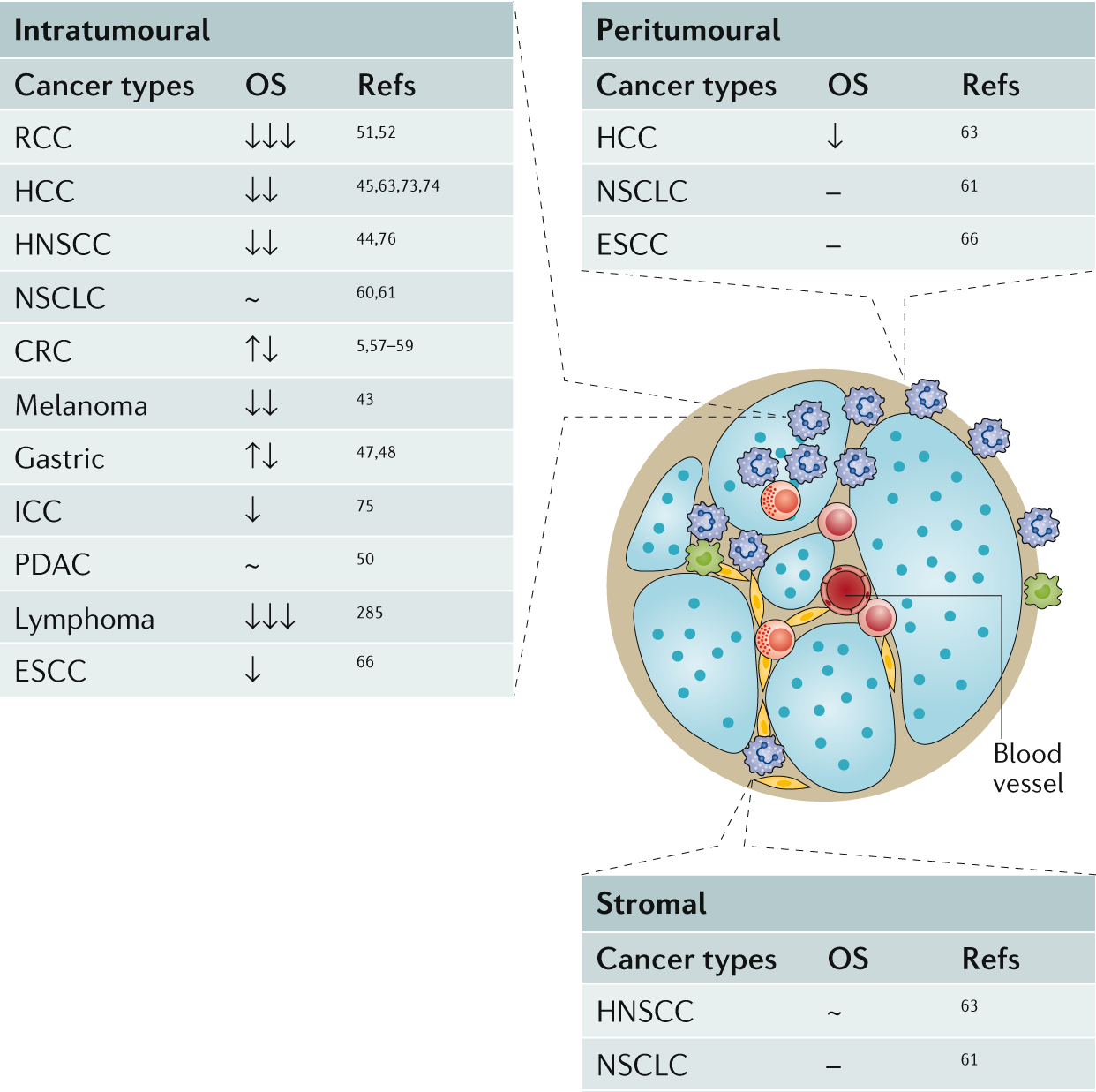 PDF) During early stages of cancer, neutrophils initiate anti