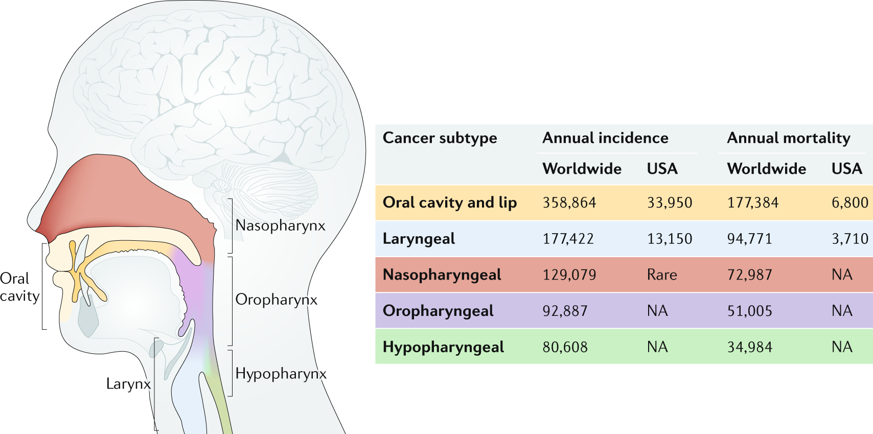 Hpv head and neck cancer incidence uk Laryngeal papillomatosis uk