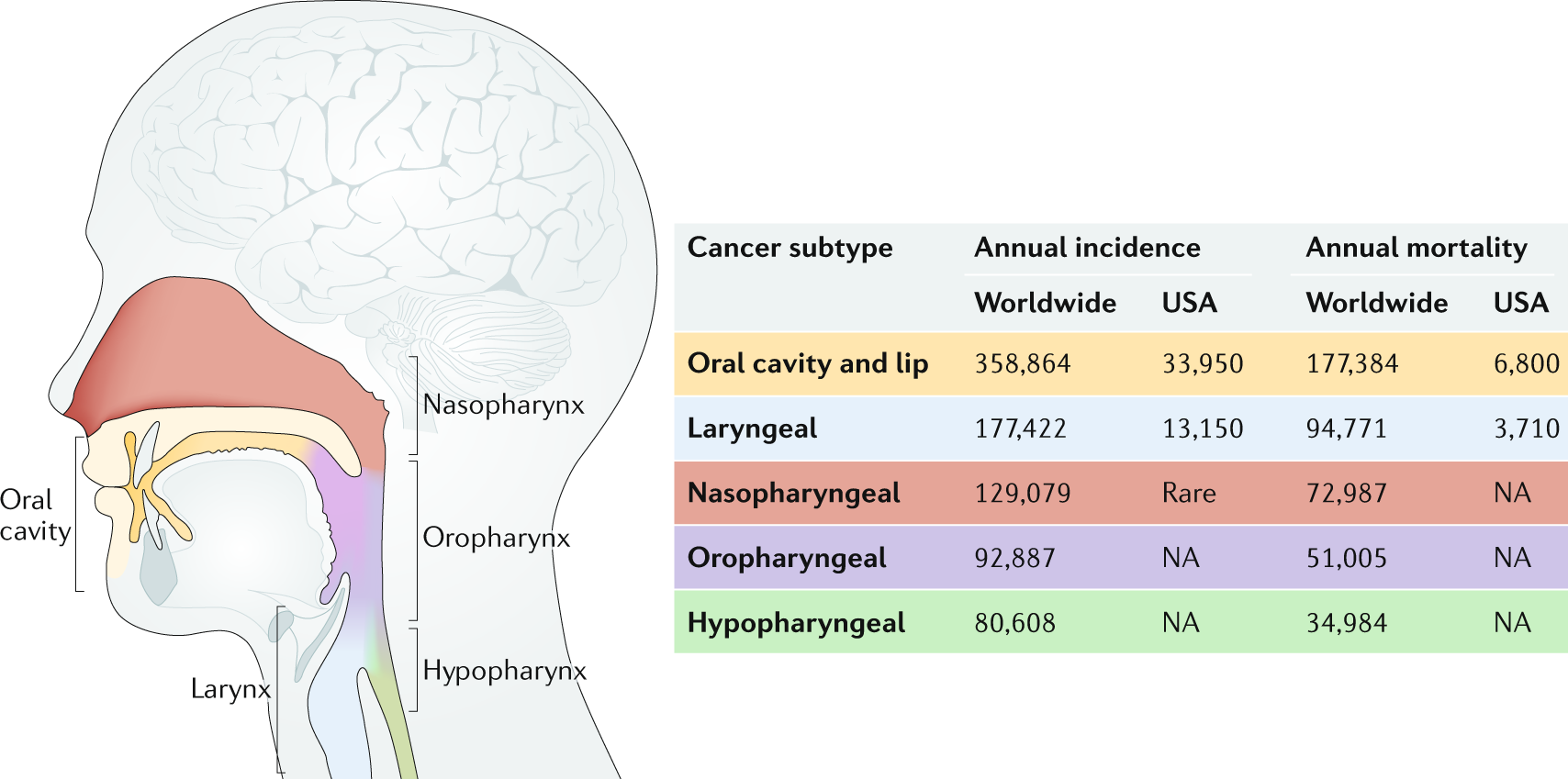 Hpv types and subtypes