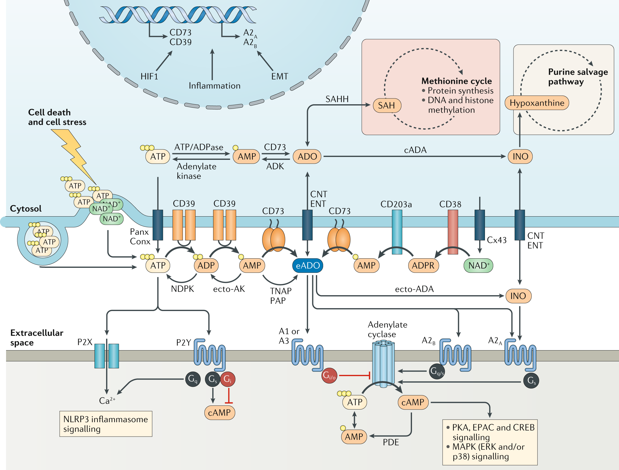 Biomarkers news articles stories trends for today