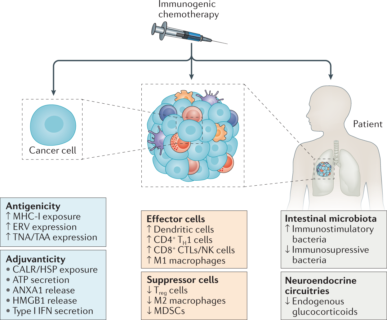 selective toxicity in chemotherapy