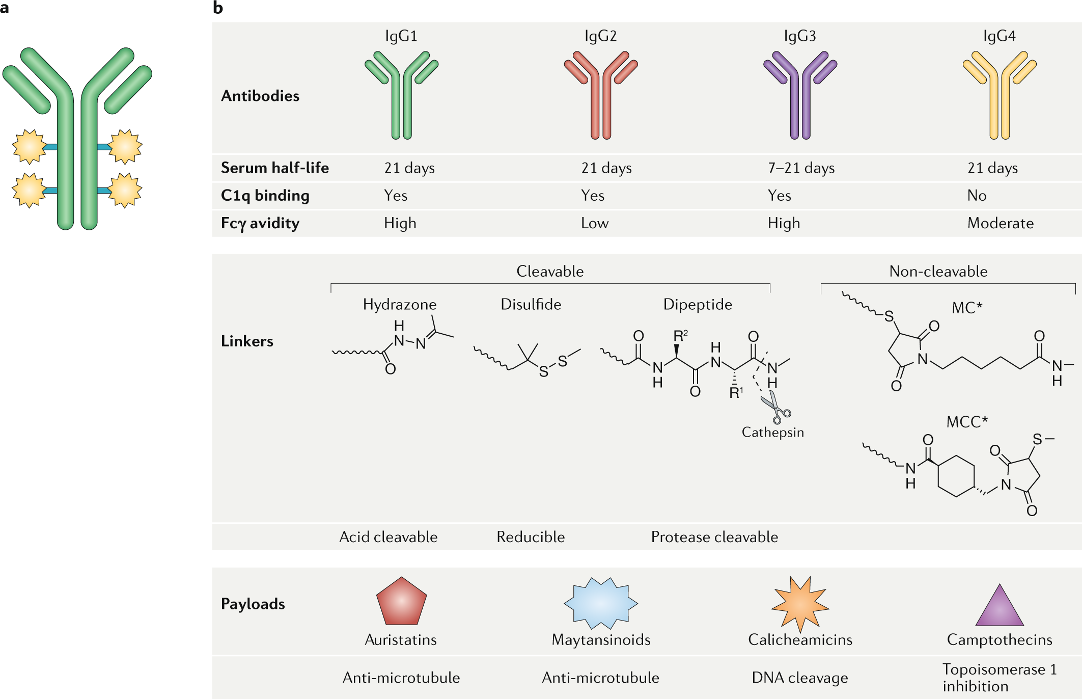 the potential of antibody–drug conjugates cancer therapy | Nature Clinical Oncology