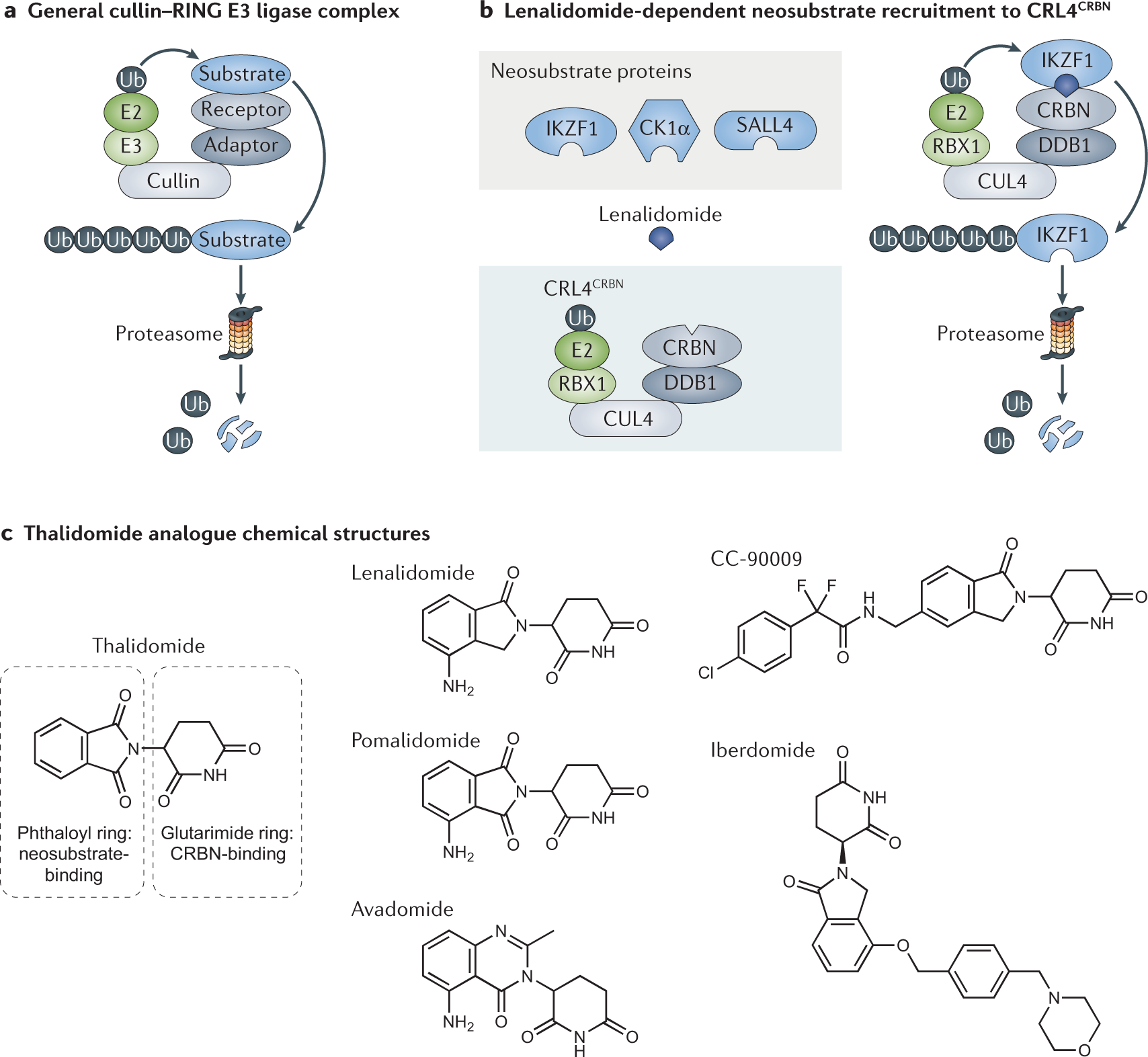 Cancer Therapies Based On Targeted Protein Degradation Lessons Learned With Lenalidomide Nature Reviews Clinical Oncology