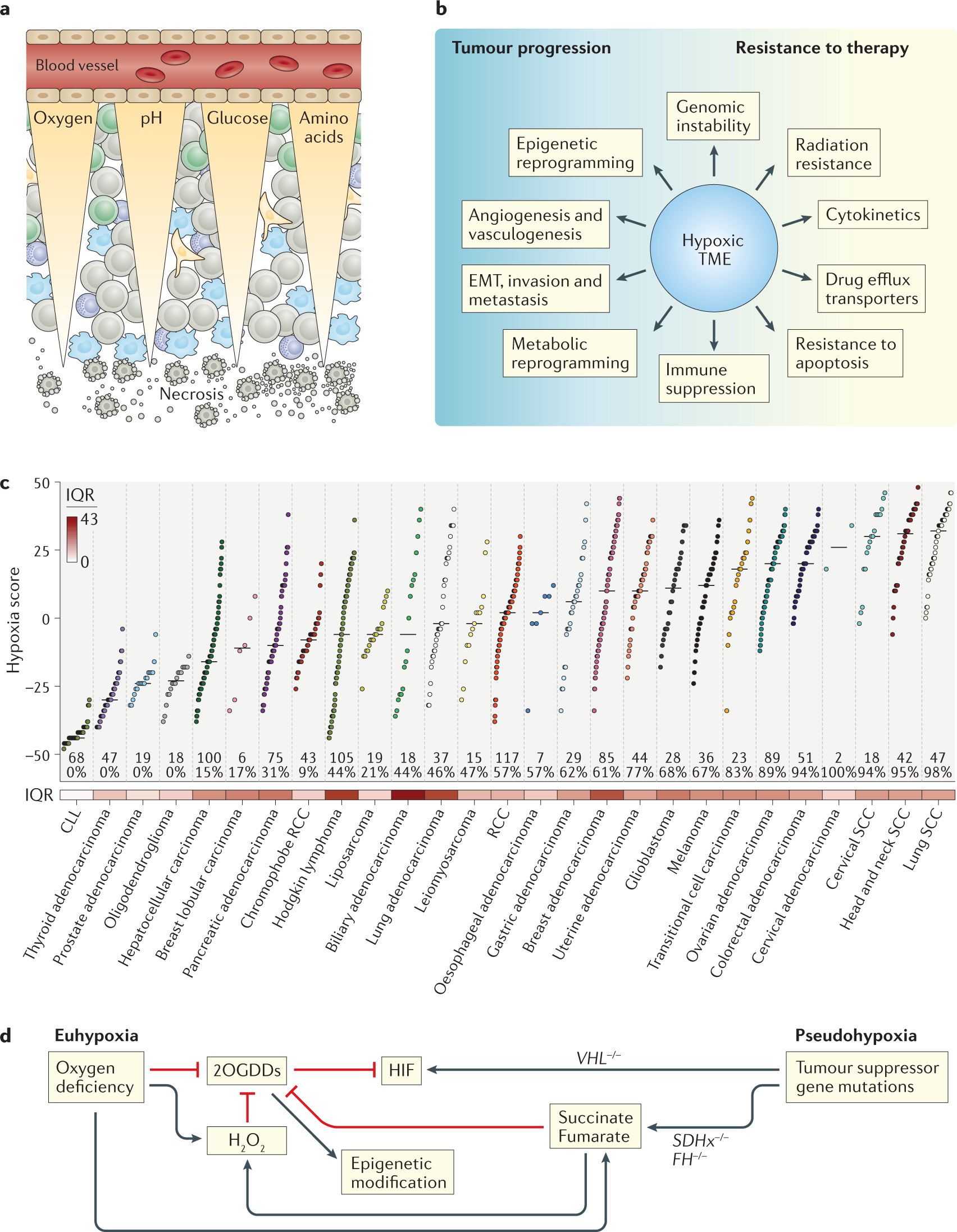 Therapeutic targeting of the hypoxic tumour microenvironment | Nature  Reviews Clinical Oncology