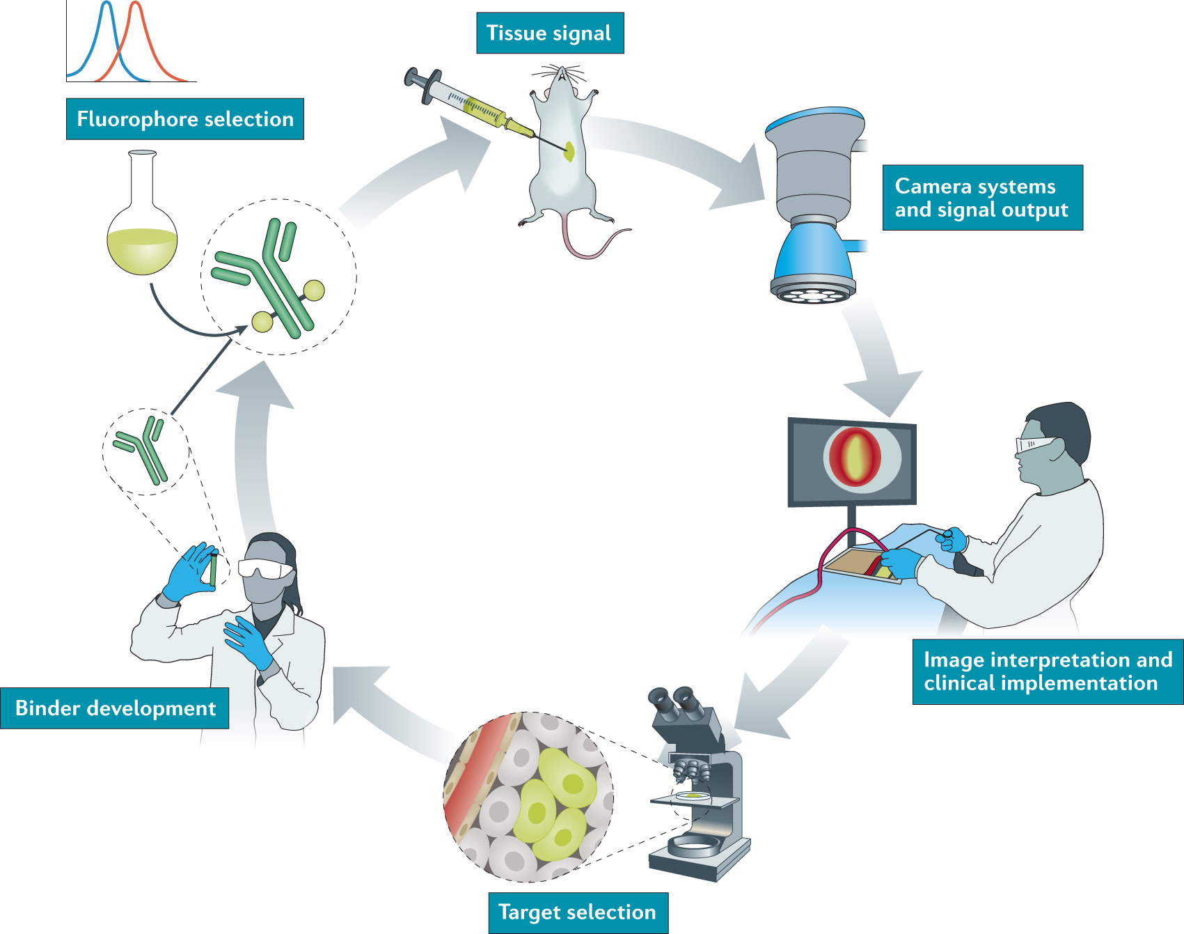 Fundamentals and developments in fluorescence-guided cancer surgery |  Nature Reviews Clinical Oncology