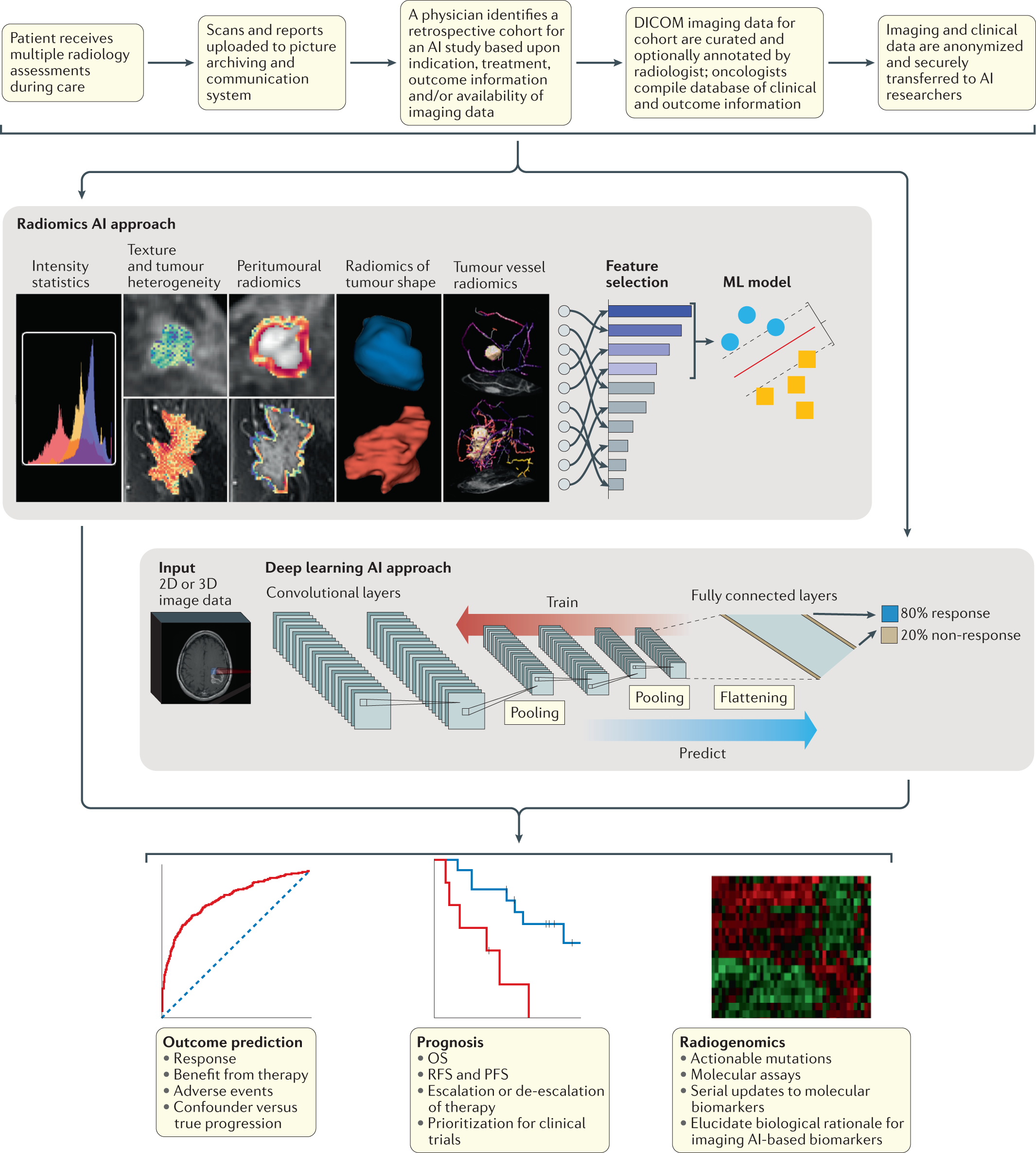 Predicting cancer outcomes with radiomics and artificial intelligence in  radiology | Nature Reviews Clinical Oncology