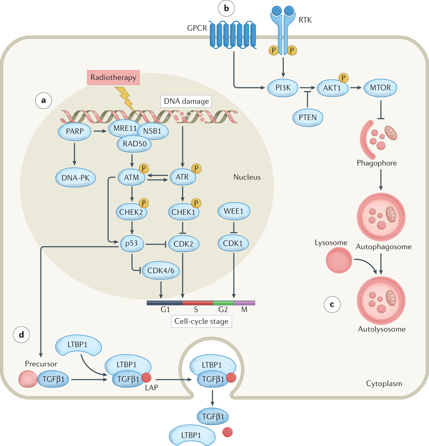 Radiotherapy as a tool to elicit clinically actionable signalling pathways  in cancer | Nature Reviews Clinical Oncology