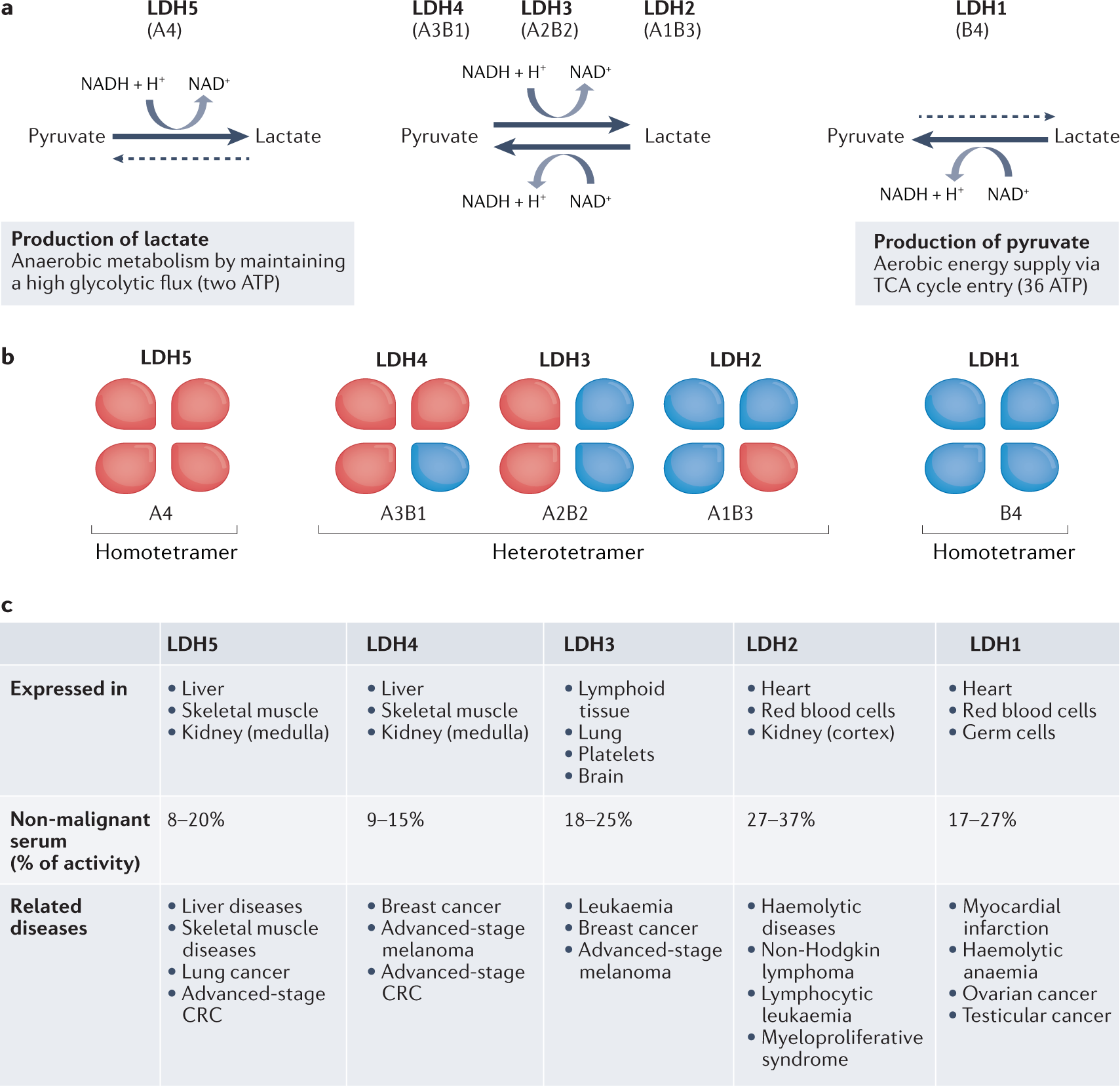 The multiple roles of LDH in cancer | Nature Reviews Clinical Oncology