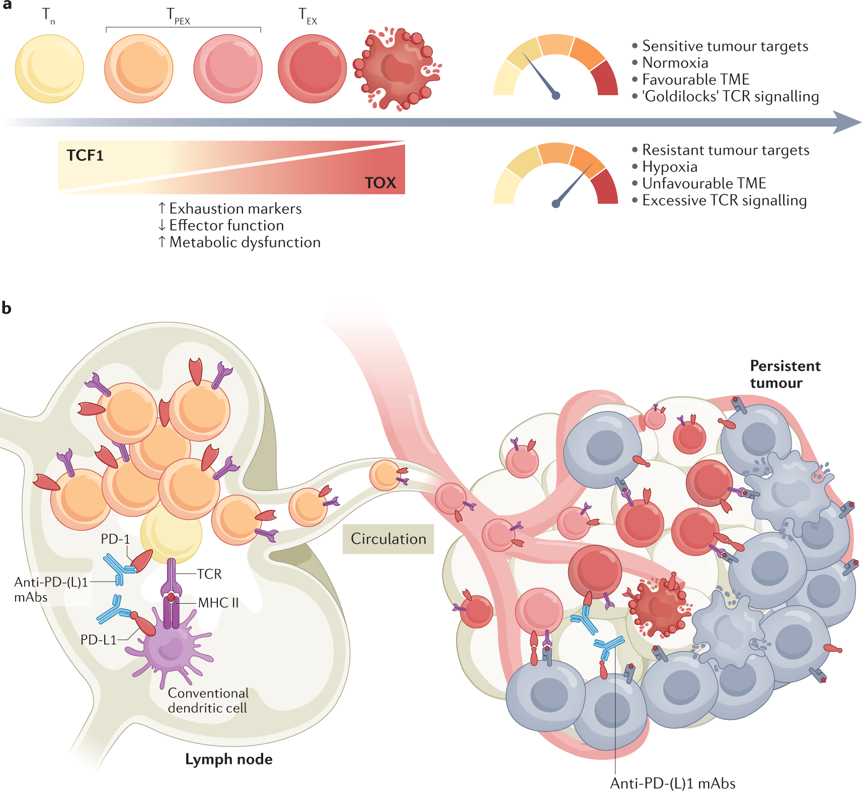Clinical implications of T cell exhaustion for cancer immunotherapy |  Nature Reviews Clinical Oncology