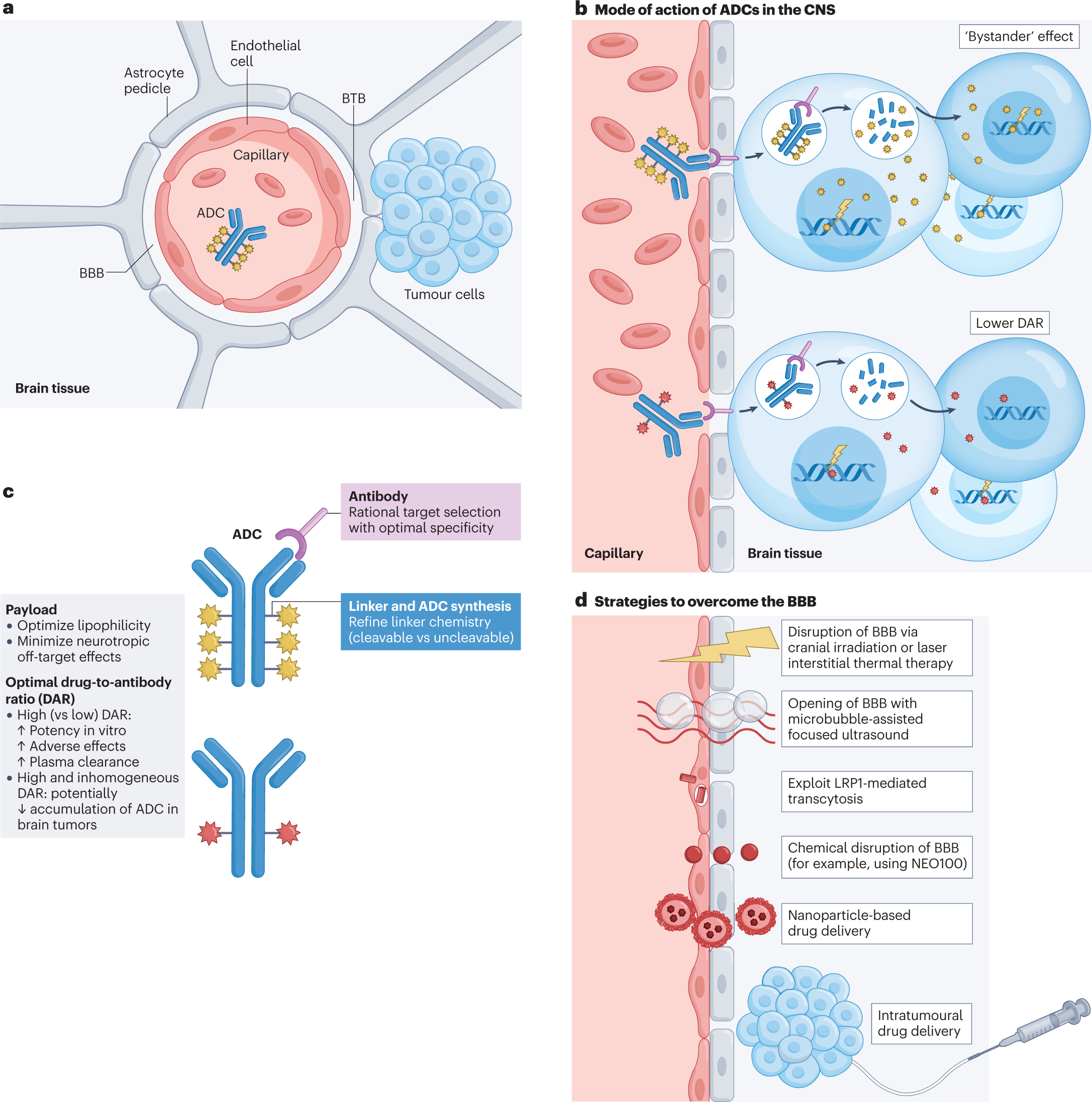 Antibody Conjugates