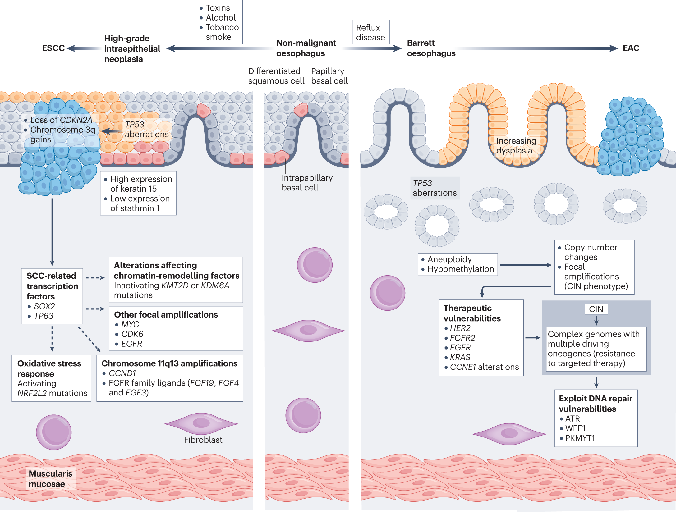 Improving outcomes in patients with oesophageal cancer | Nature Reviews  Clinical Oncology