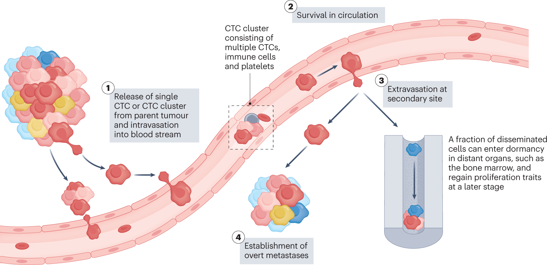 Biochemical characteristics of control and breast cancer patients